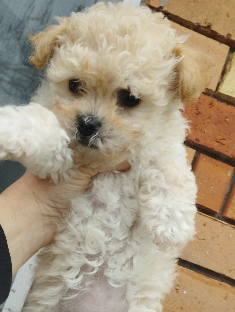 Bichon havanese kisl ny