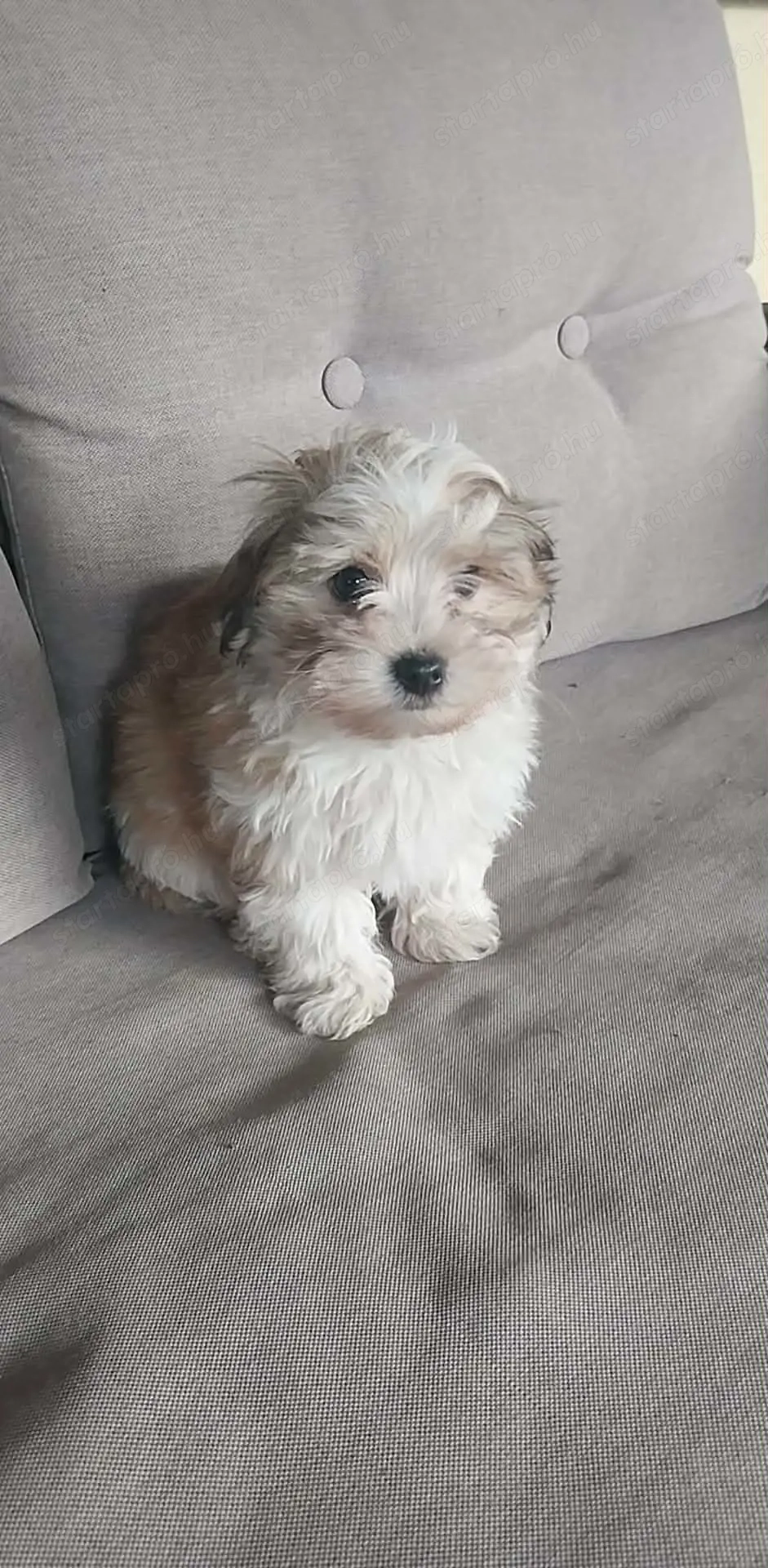 Eladó Bichon Havanese kiskutyák