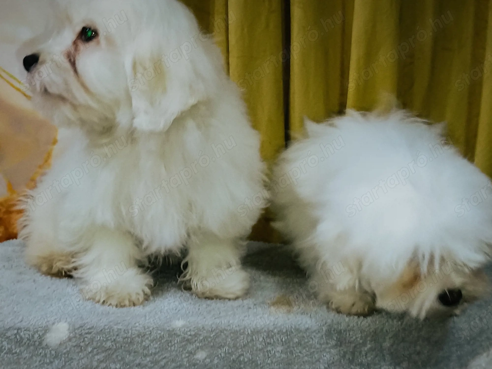 Gyönyörű máltai sejem fiúk 