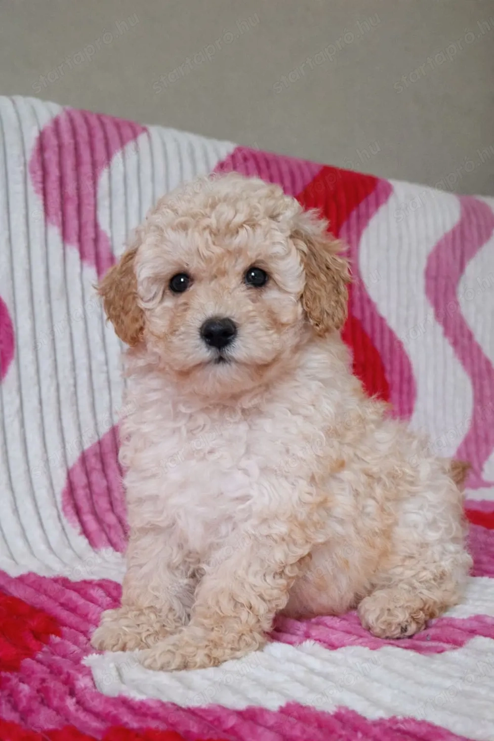 eladó törpe uszkár kiskutyák 