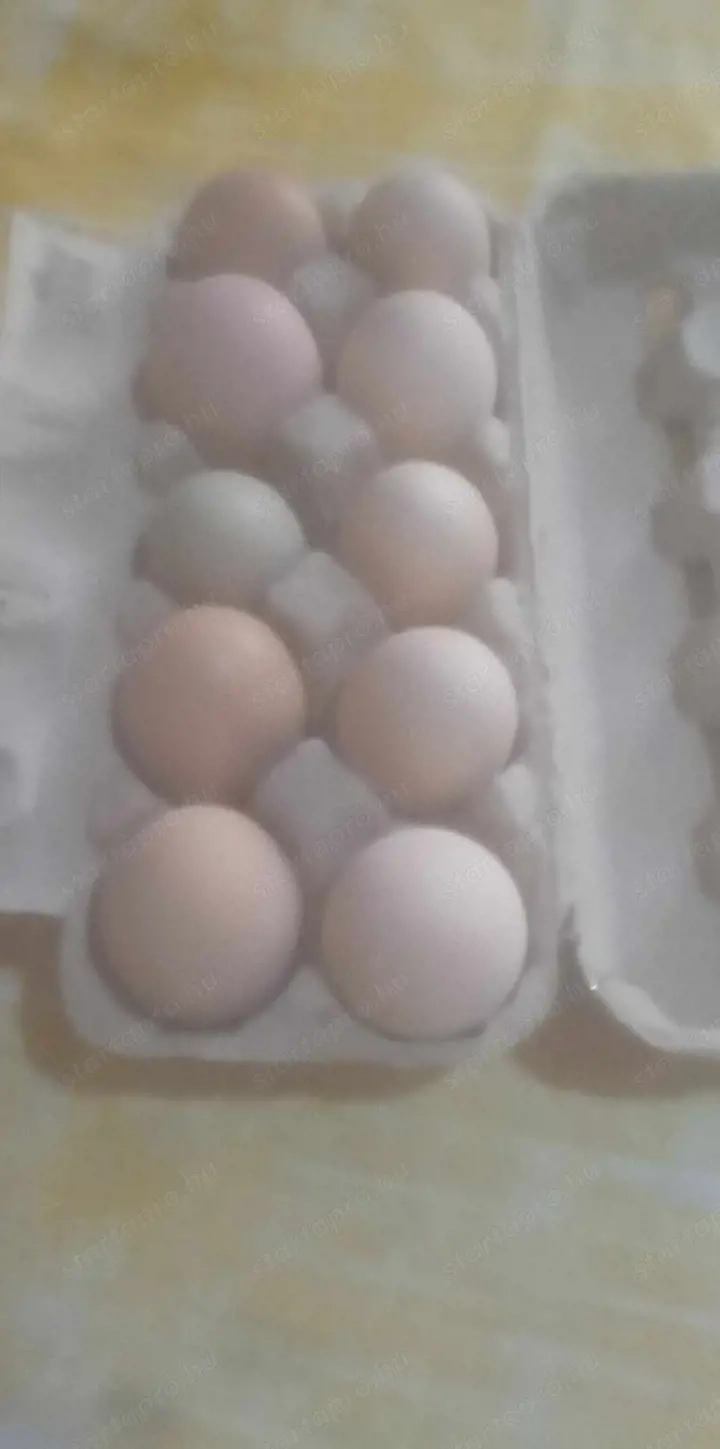 Tojás eladó Bordodba