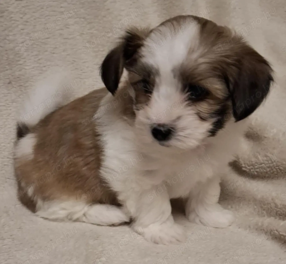 Havenese kiskutya költözne 