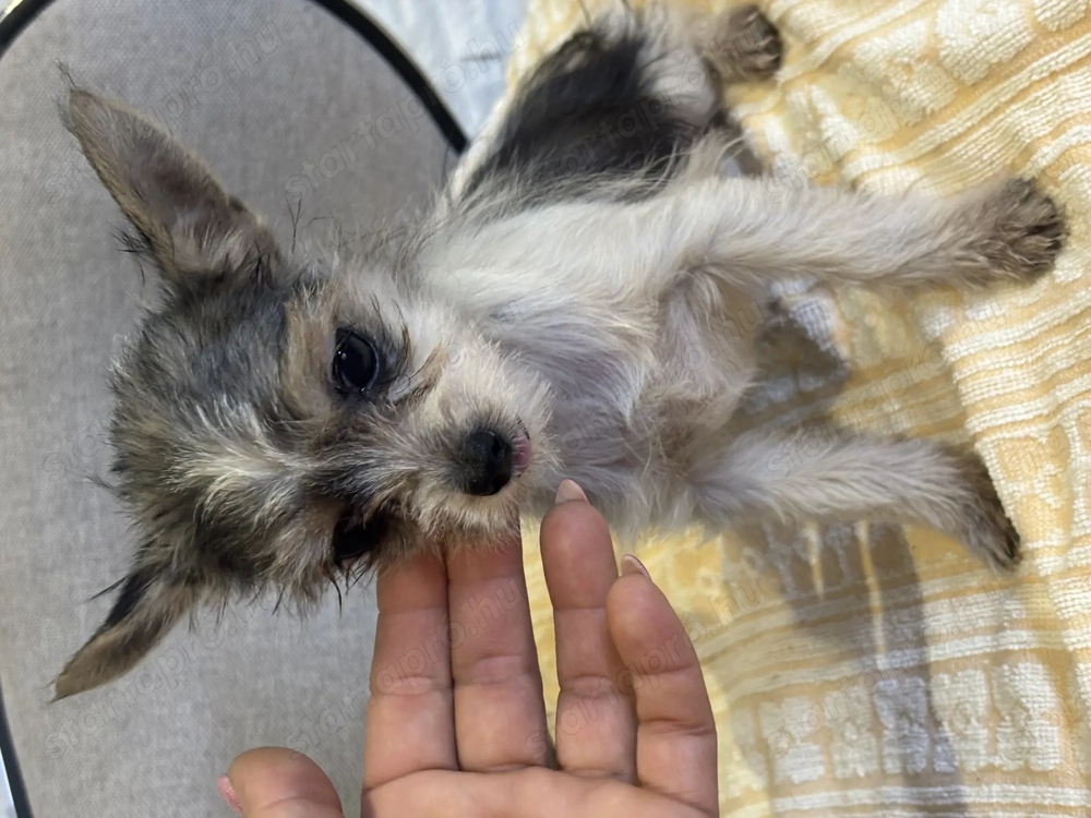 Csivava extramini kislány bocifoltos 