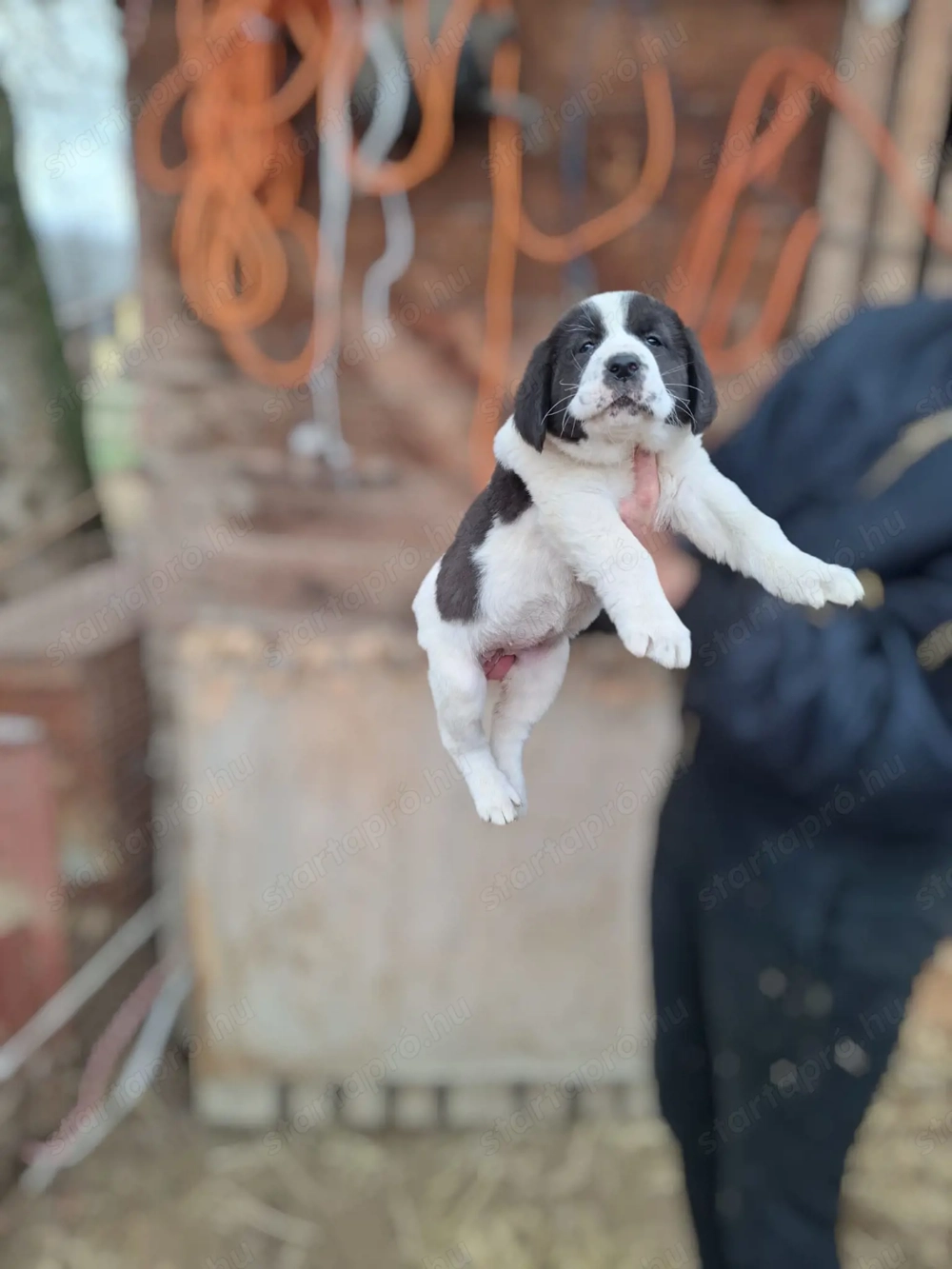 Eladó közép -ázsiai juhász kutyusok