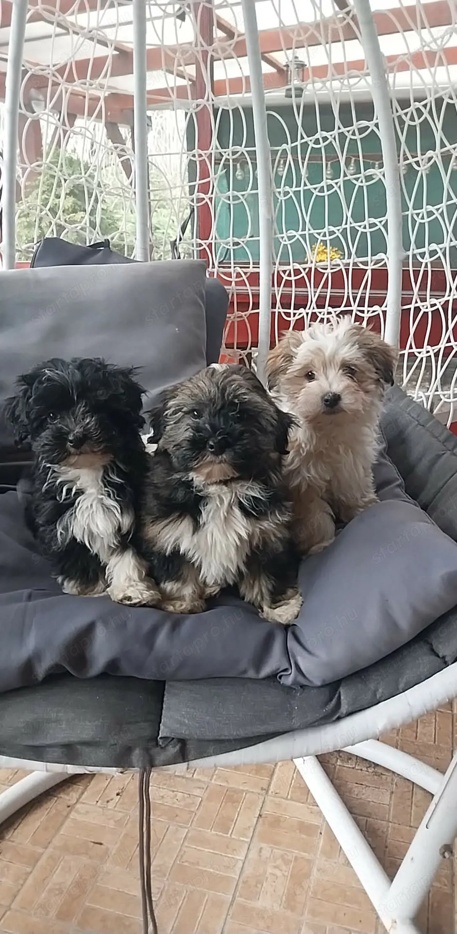 Eladó Bichon Havanese kiskutyák