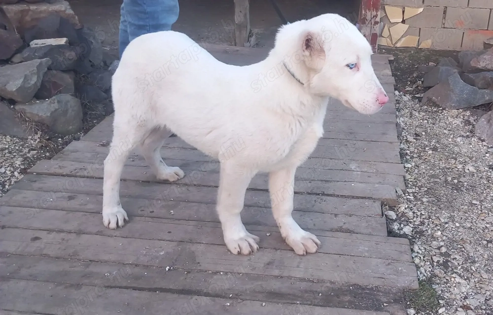 Közép Ázsiai juhász kölyök 