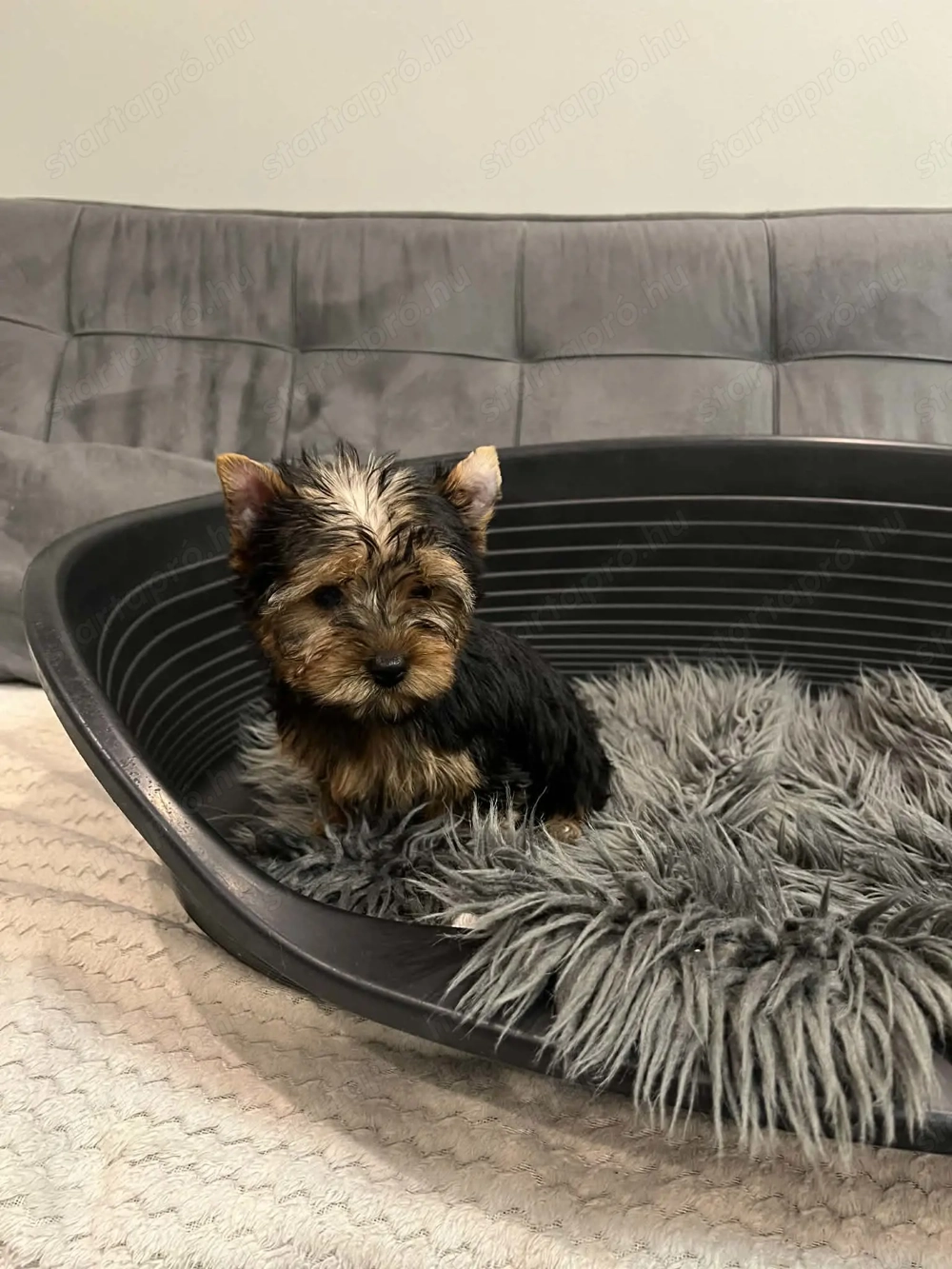 Yorki kis fiu kiskutyák