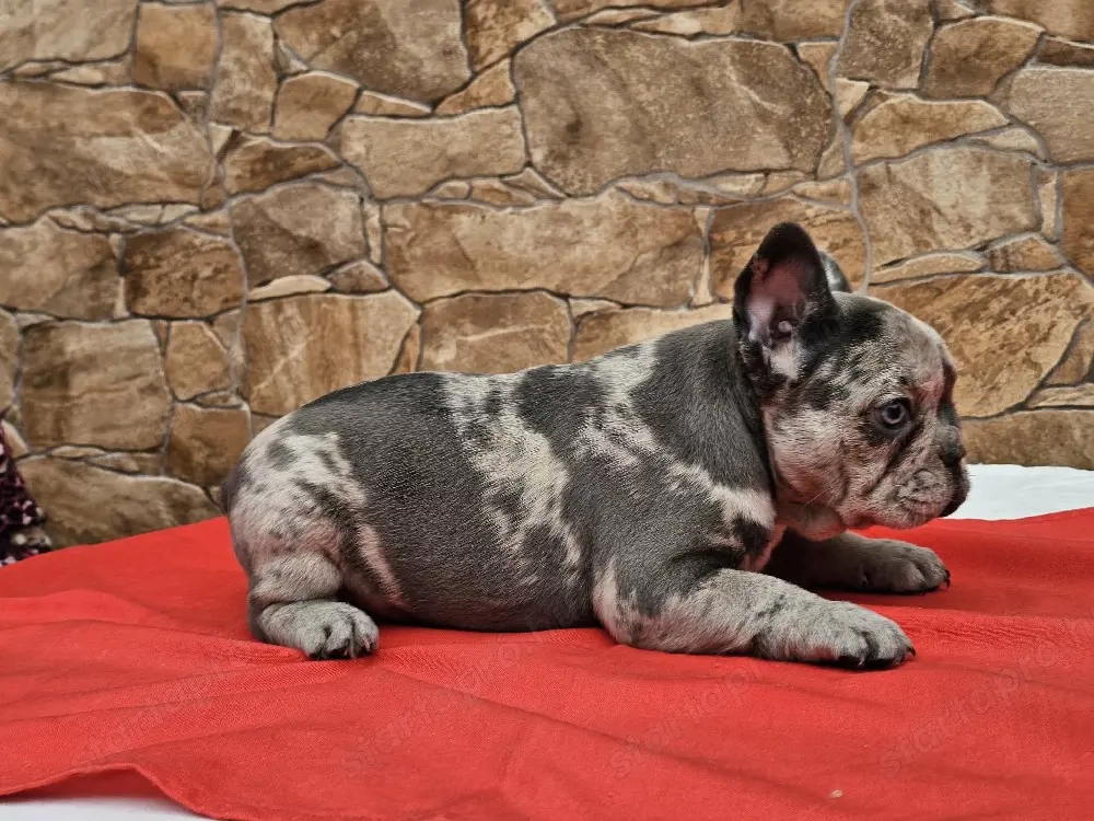 Franciabulldog kiskutyák ekadók