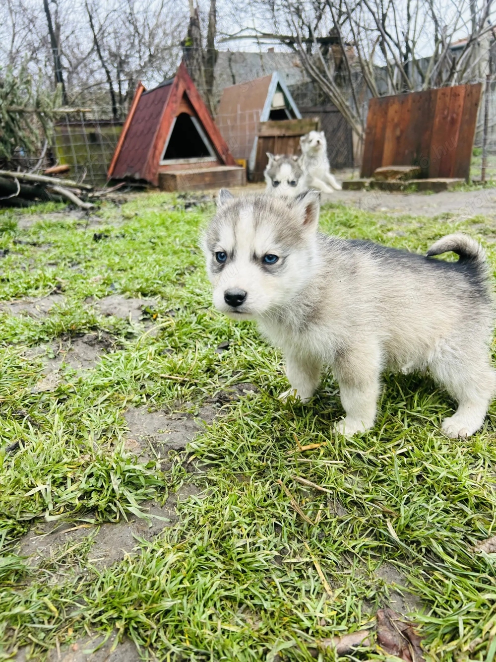 Husky kiskutyák !