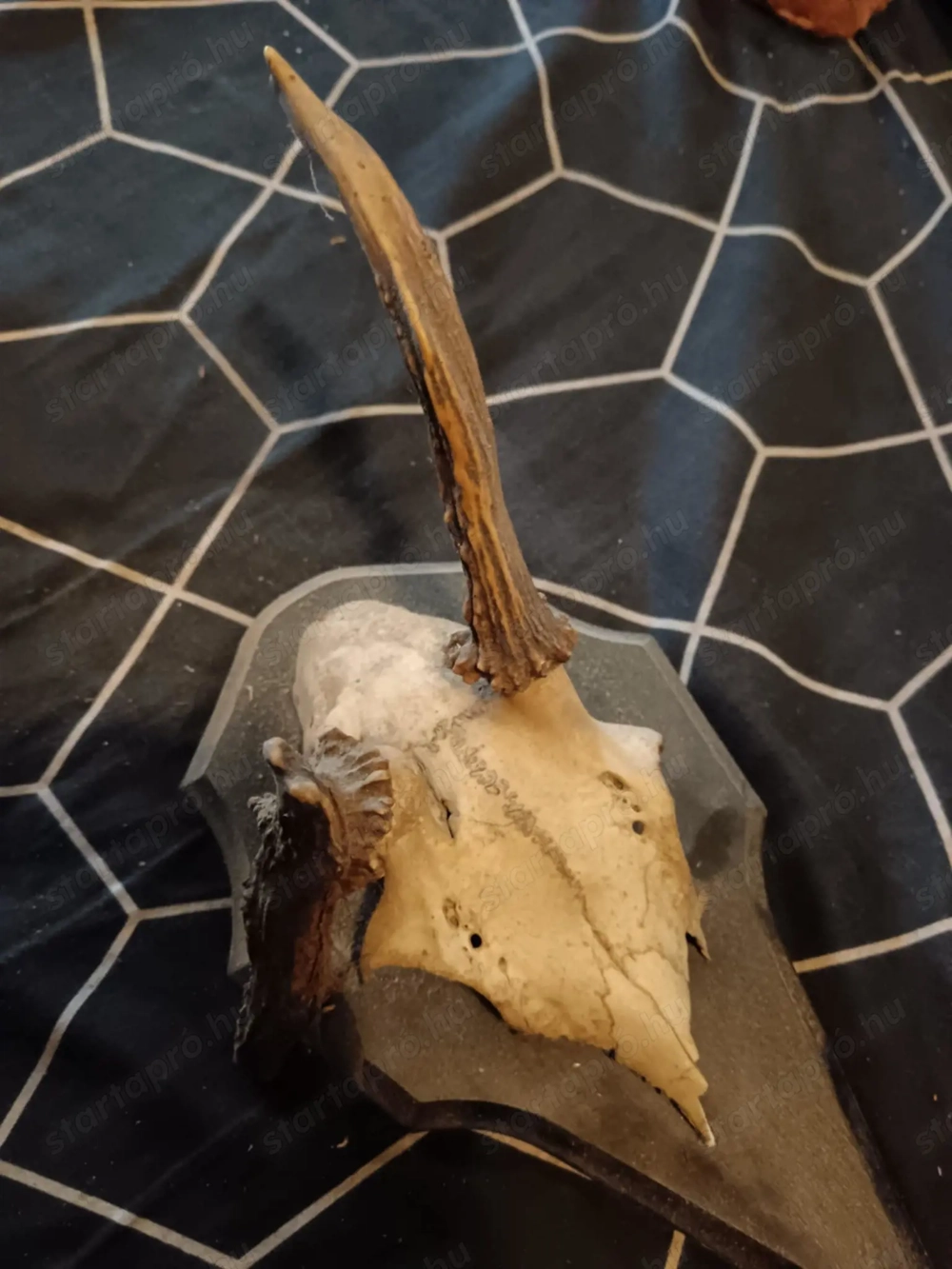 Őz trófeák, Gím spíszer egyben