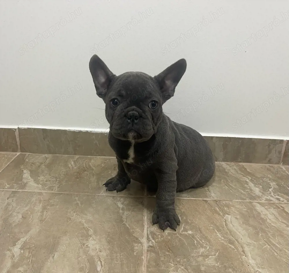 Kék Francia Bulldog kiskutyák