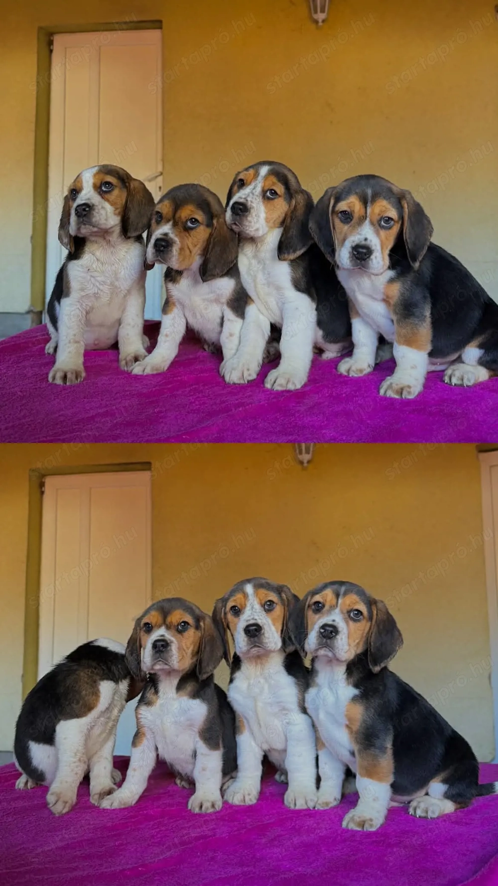 Beagle kiskutya gazdisodna