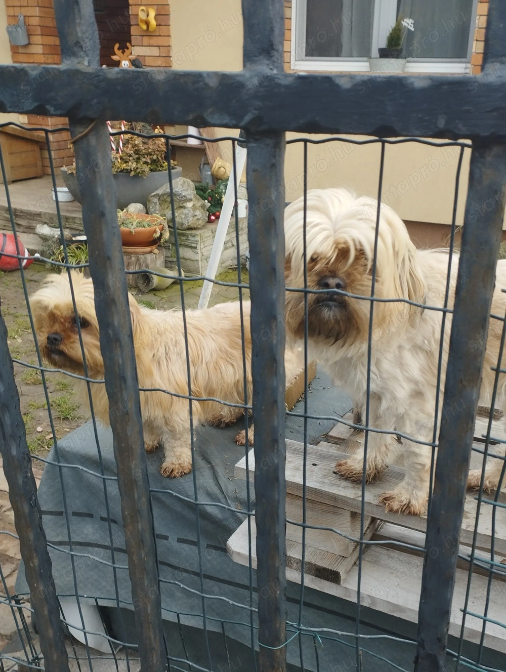 Sí cu jellegű kiskutya