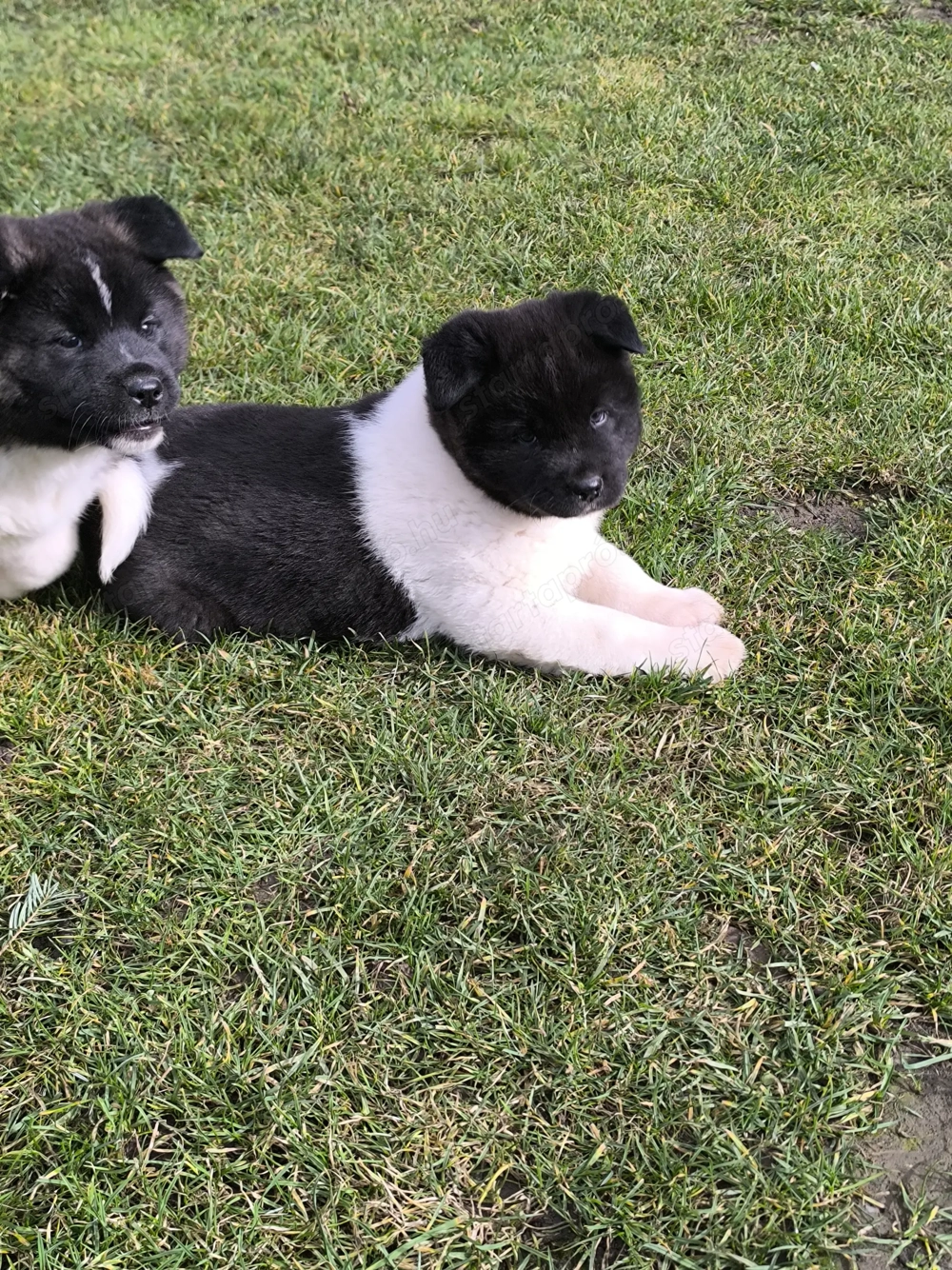 Amerikai Akita fajta jellegű kiskutyák 