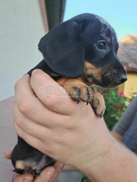 Törpe tacskó kölykök 