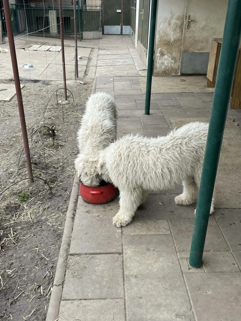 Komondor fajta jellegű szuka kiskutyák