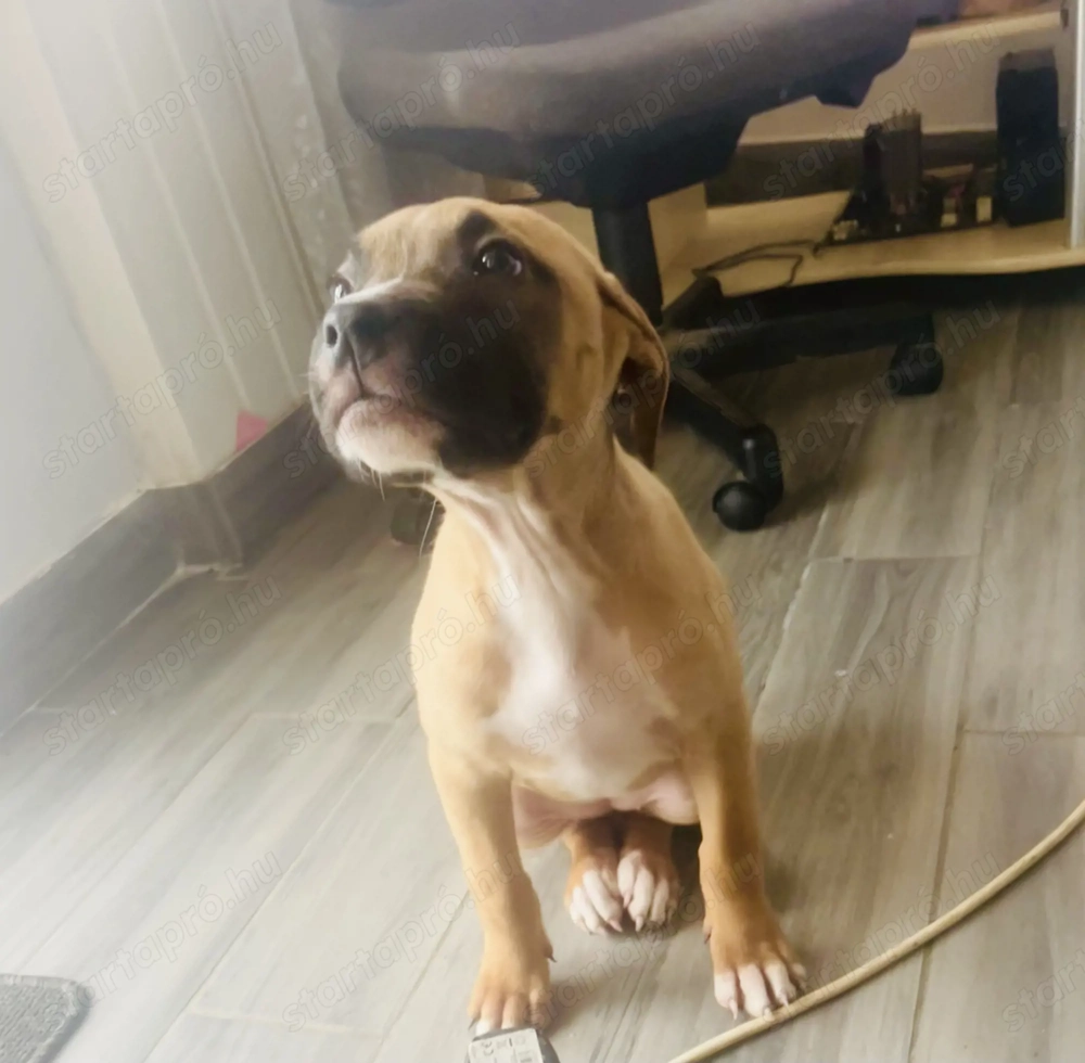 Staffordshire Terrier