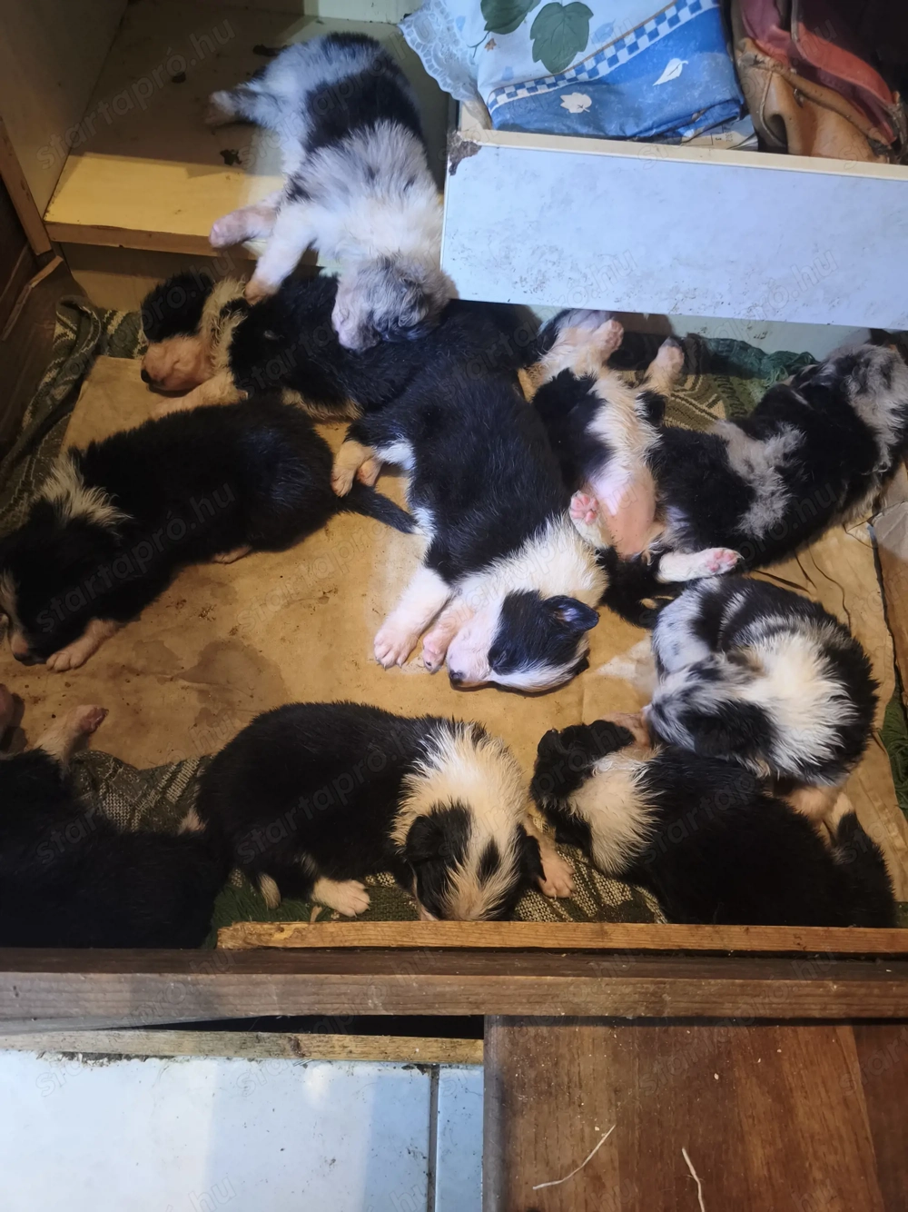 Border collie kiskutyák eladók!