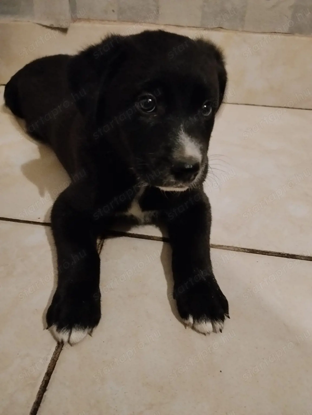 Labrador jellegű  fiúcska keresi gazdiját 