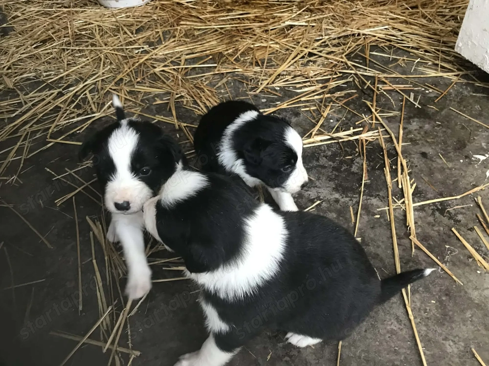 Border collie babyk
