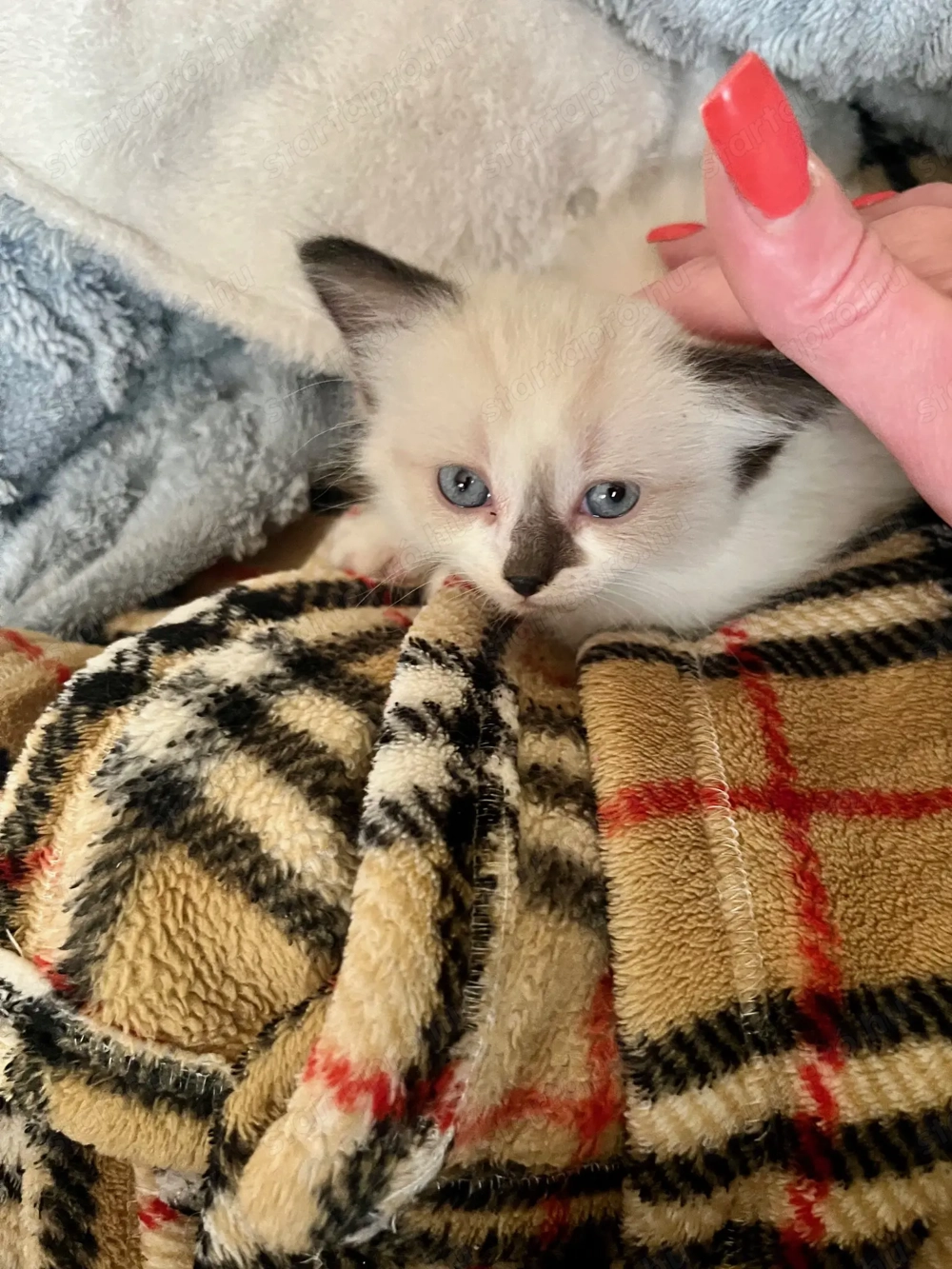 Ragdoll 6 hetesen elvihető