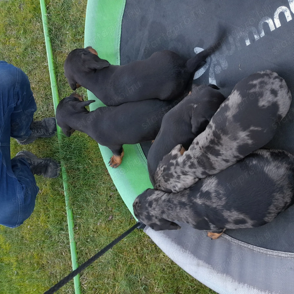 Rövidszőrű tacskó kiskuty k