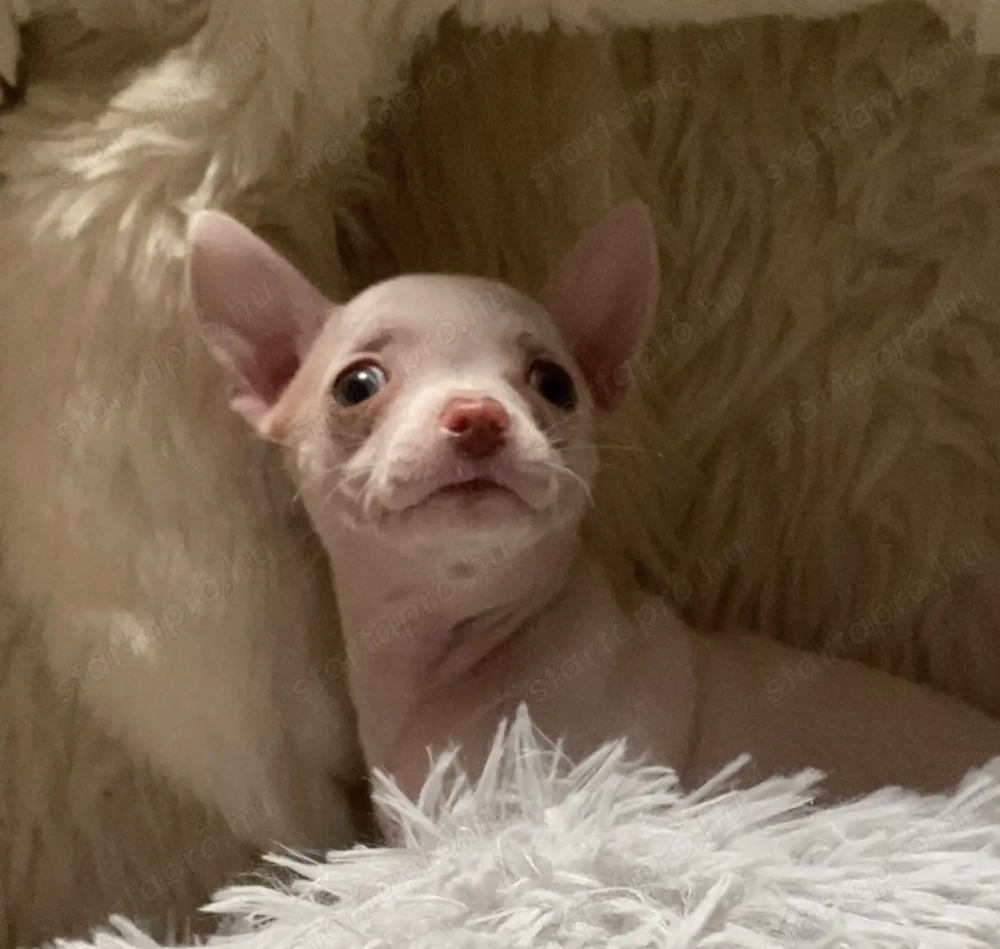 Csivava kiskutya eladó