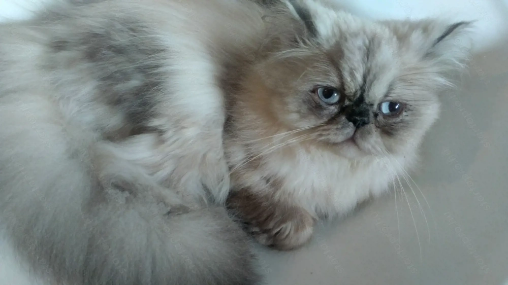 Himalája Perzsa Kandúr 