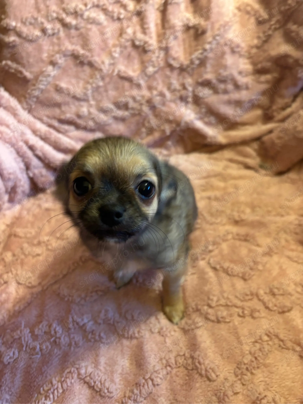 Kedves csivava kölykök szerető gazdit keresnek