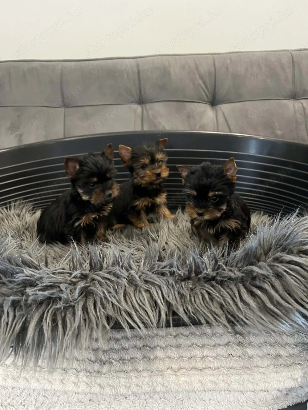 Yorki kis lány kiskutyák