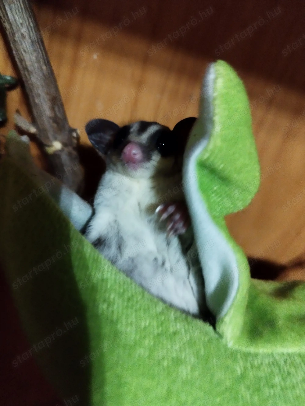 Cukormókus költözne!