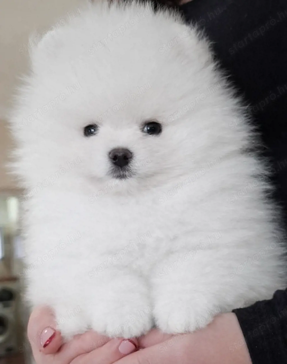 fehér pomerániai törpespitz pomi