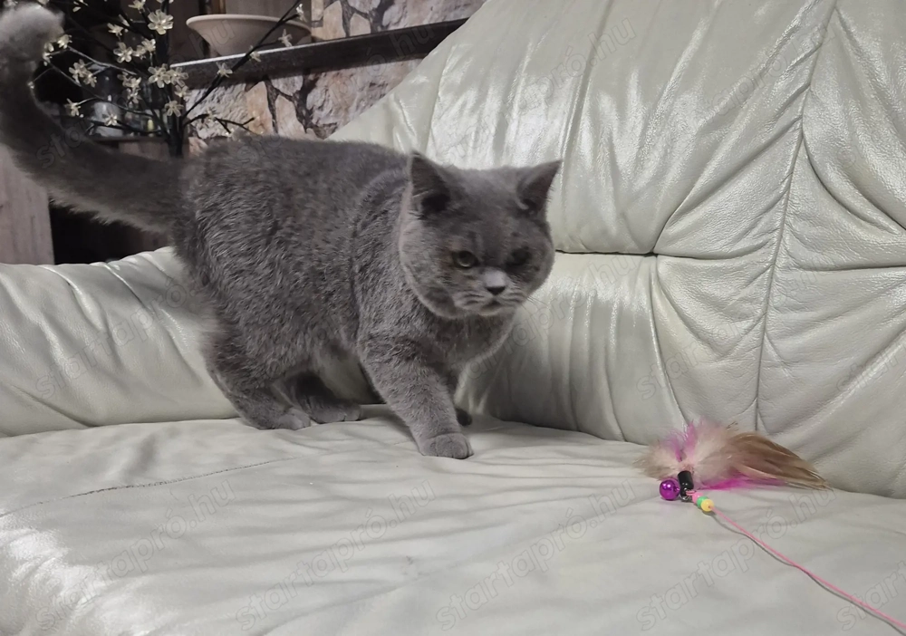 Brit rövidszőrű kék kandúr  eladó