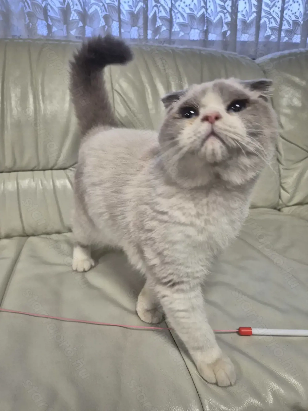 Skót lógófülű kék colorpoint kandúr eladó