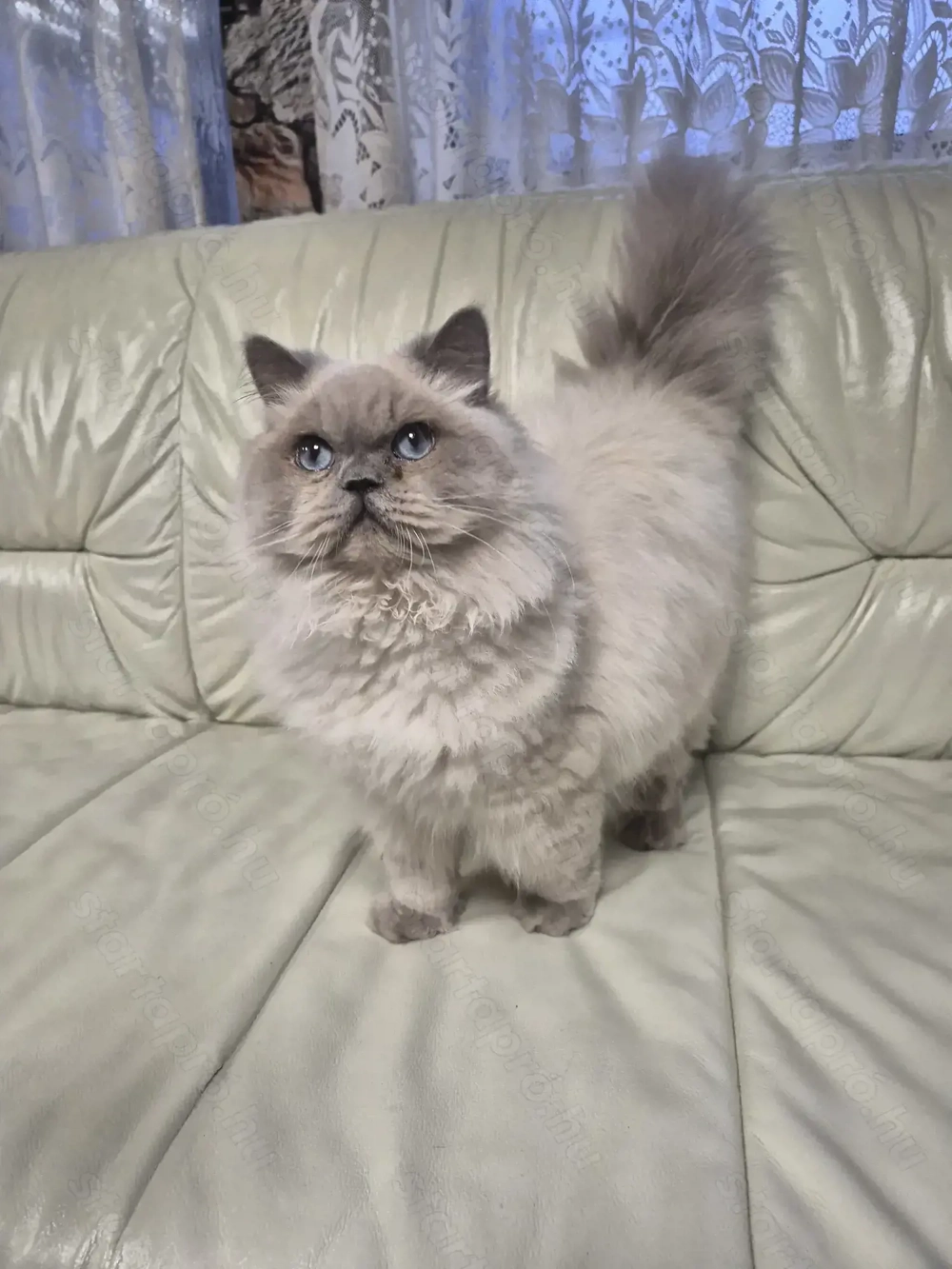 Brit hosszúszőrű kék colorpoint kandúr eladó