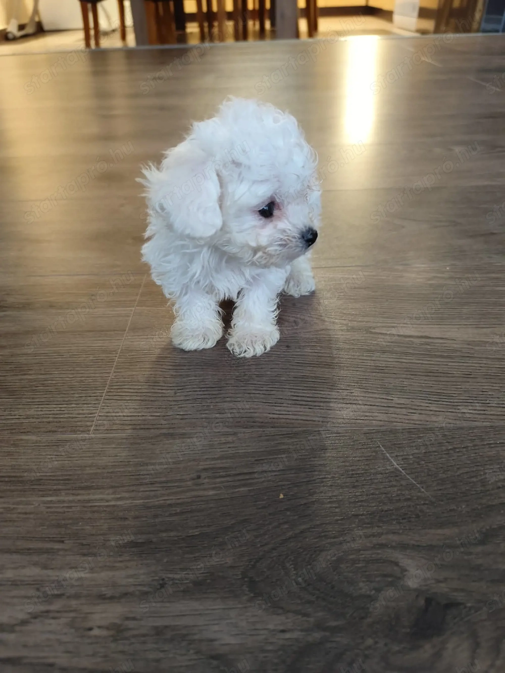 Máltai kisfiú extra mini cukiság