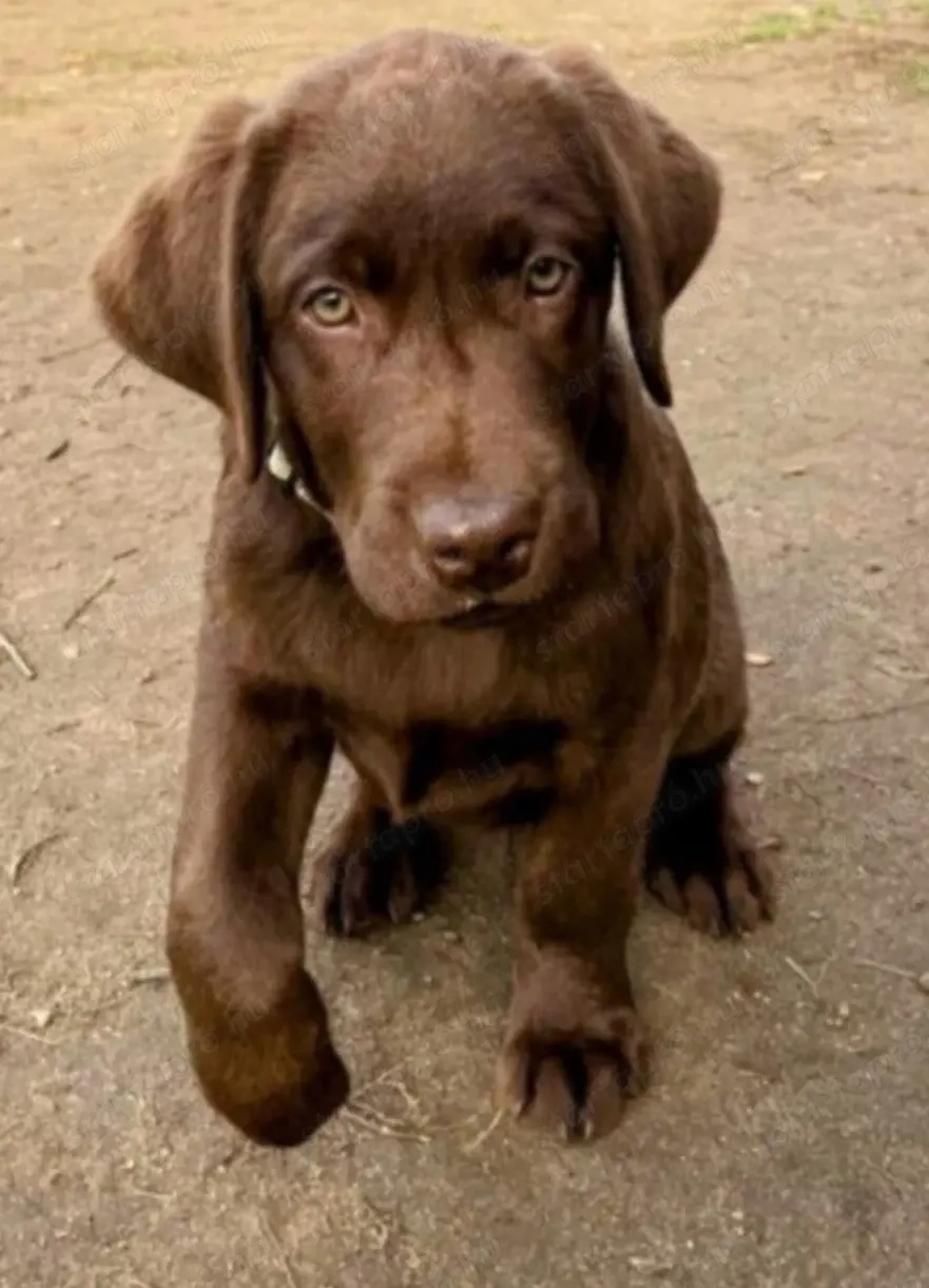 Labrador csoki labrador