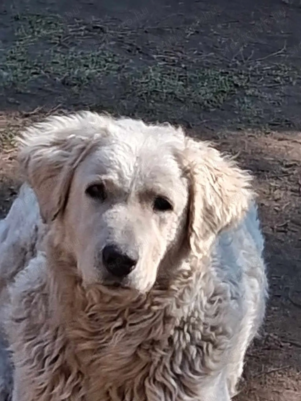 2 éves törzskönyvezett kuvasz szuka eladó