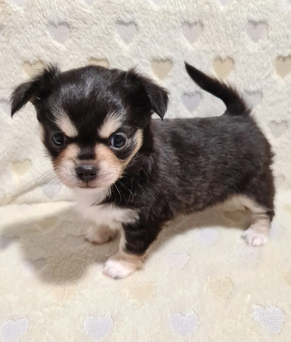 Törzskönyvezett csivava kölykök! Szultán-Sarki Haritage kennel.