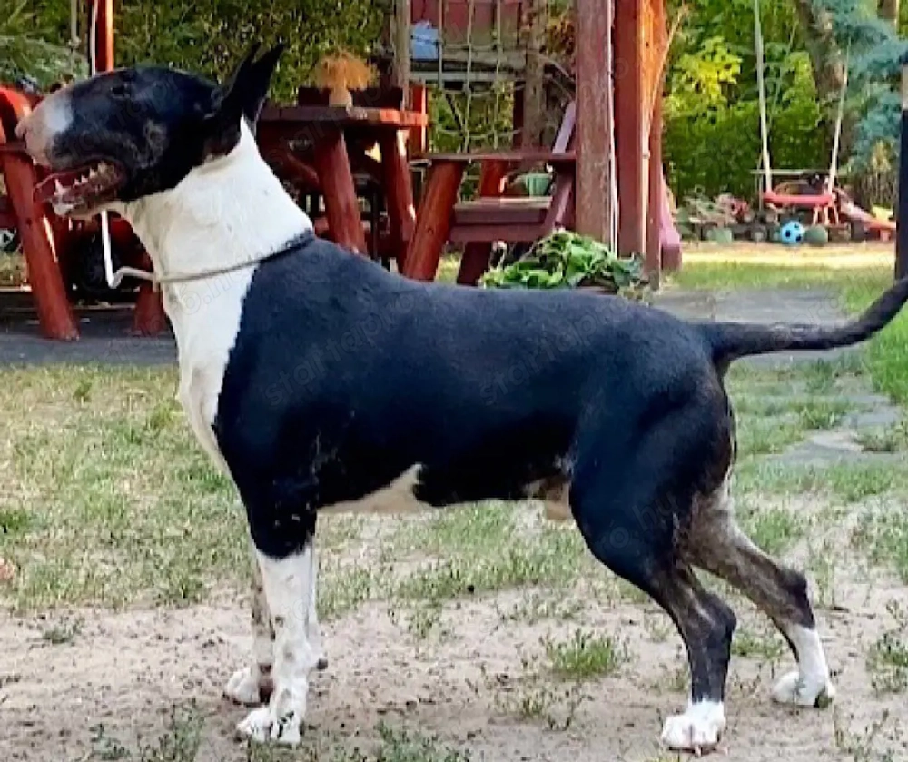 Angol bullterrier fedezőkan