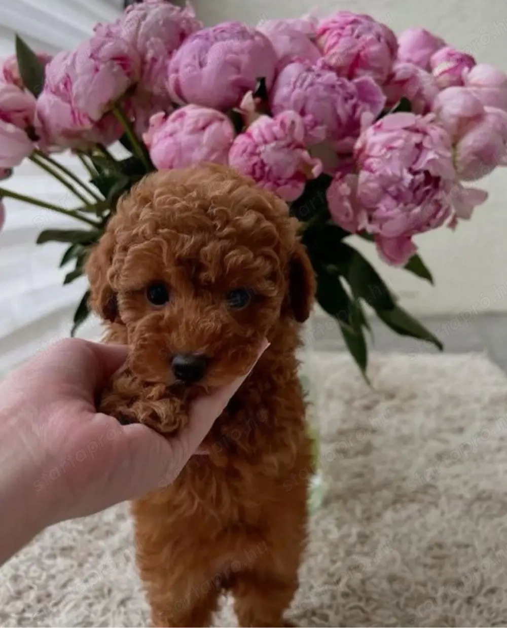   toy uszkár kiskutyák  