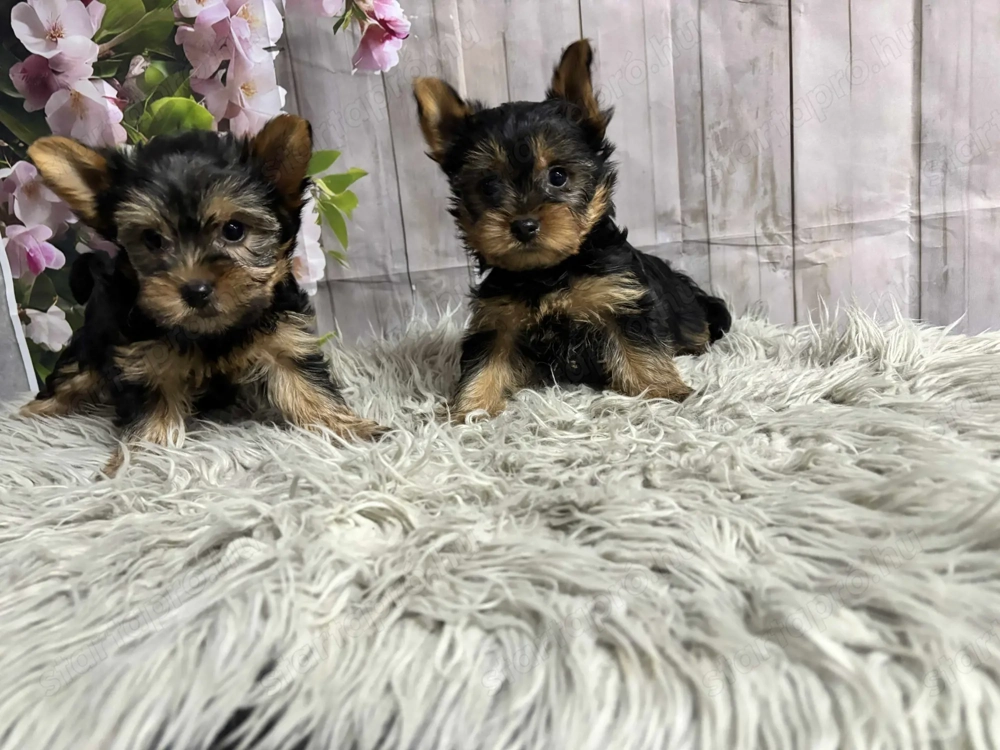 Yorki kiskutyák gazdit keresnek