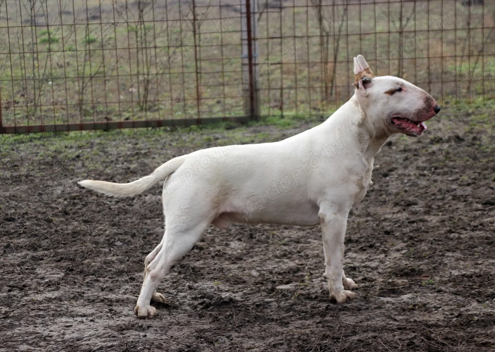 Növendék bullterrier