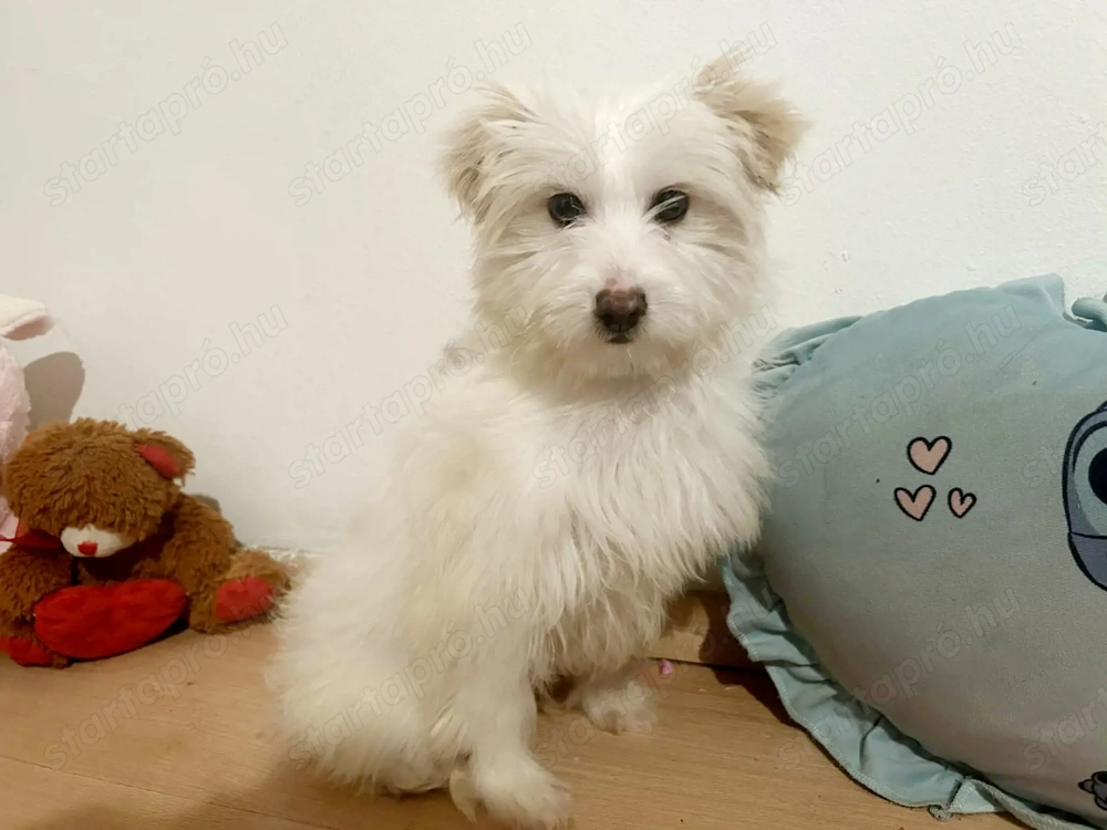 Bichon Havanese  Kiskutya 