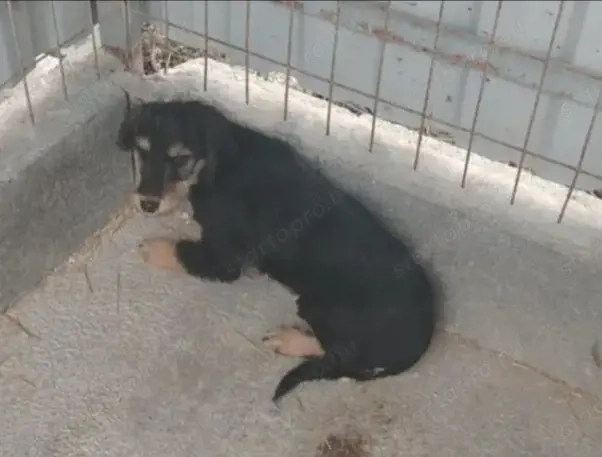 A jászladányi gyepmesteri telep gazdakeresői sos