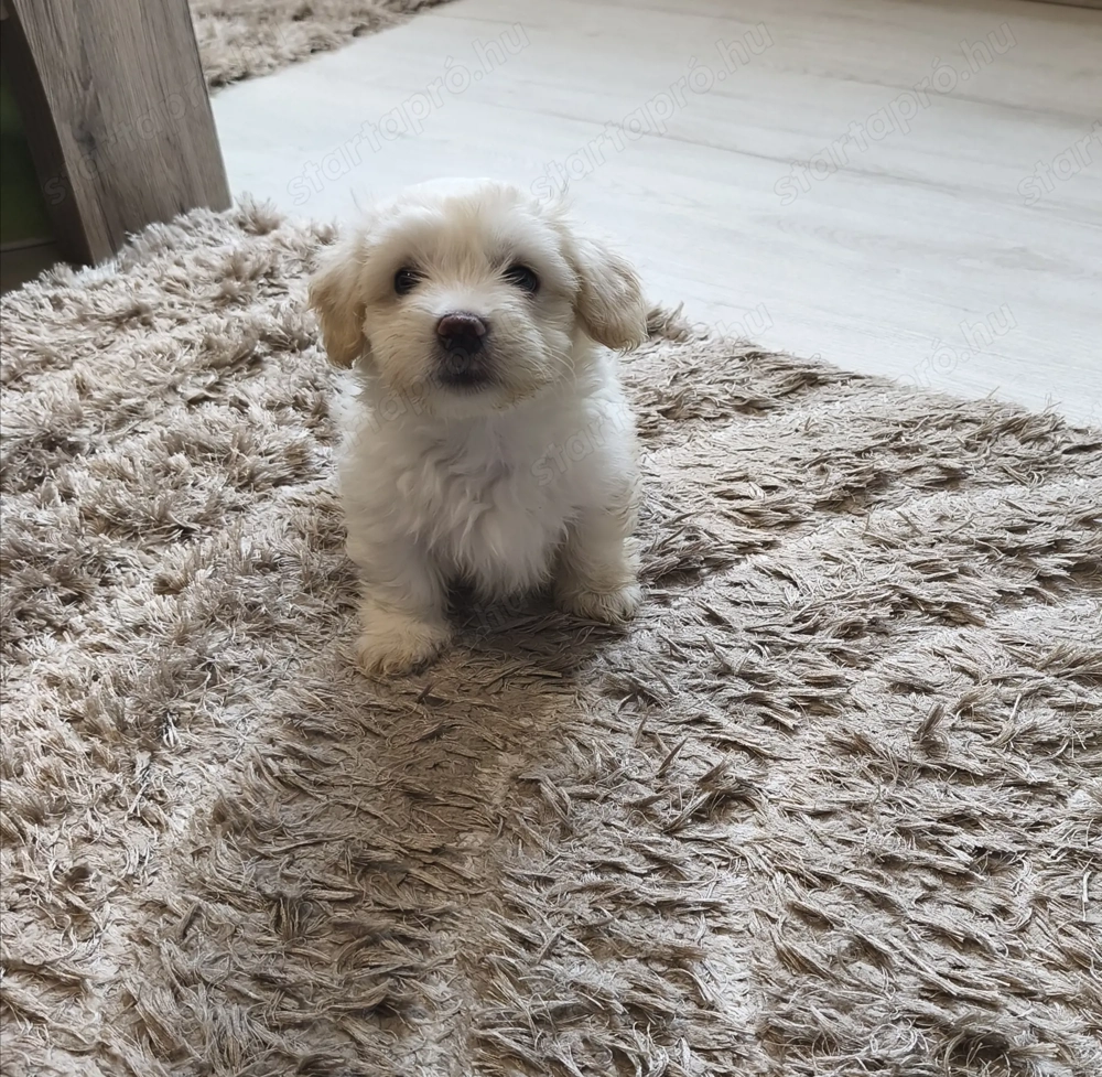 Máltai selyem kisfiú kiskutya 