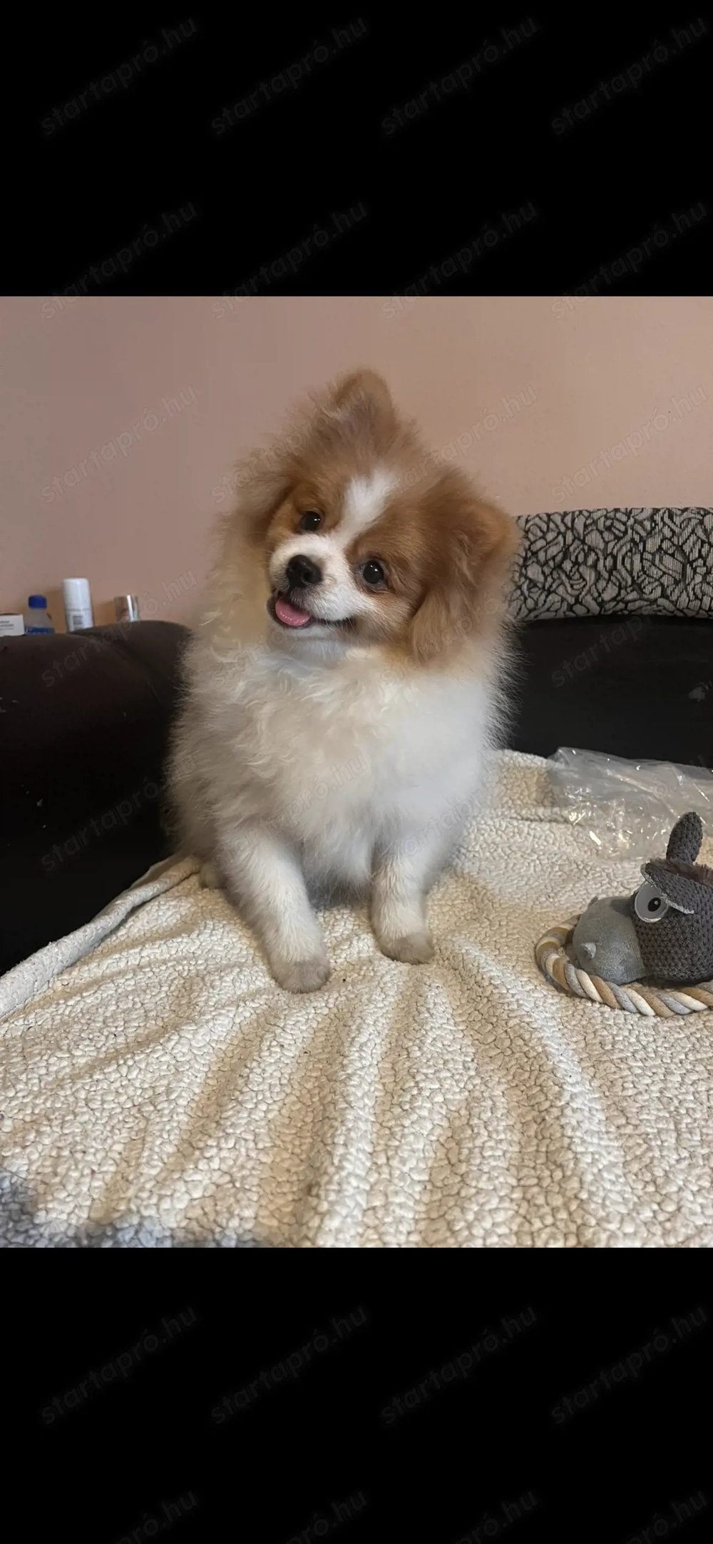 Pomerániai törpe spitz 