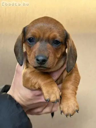 Vörös törpe tacskó 