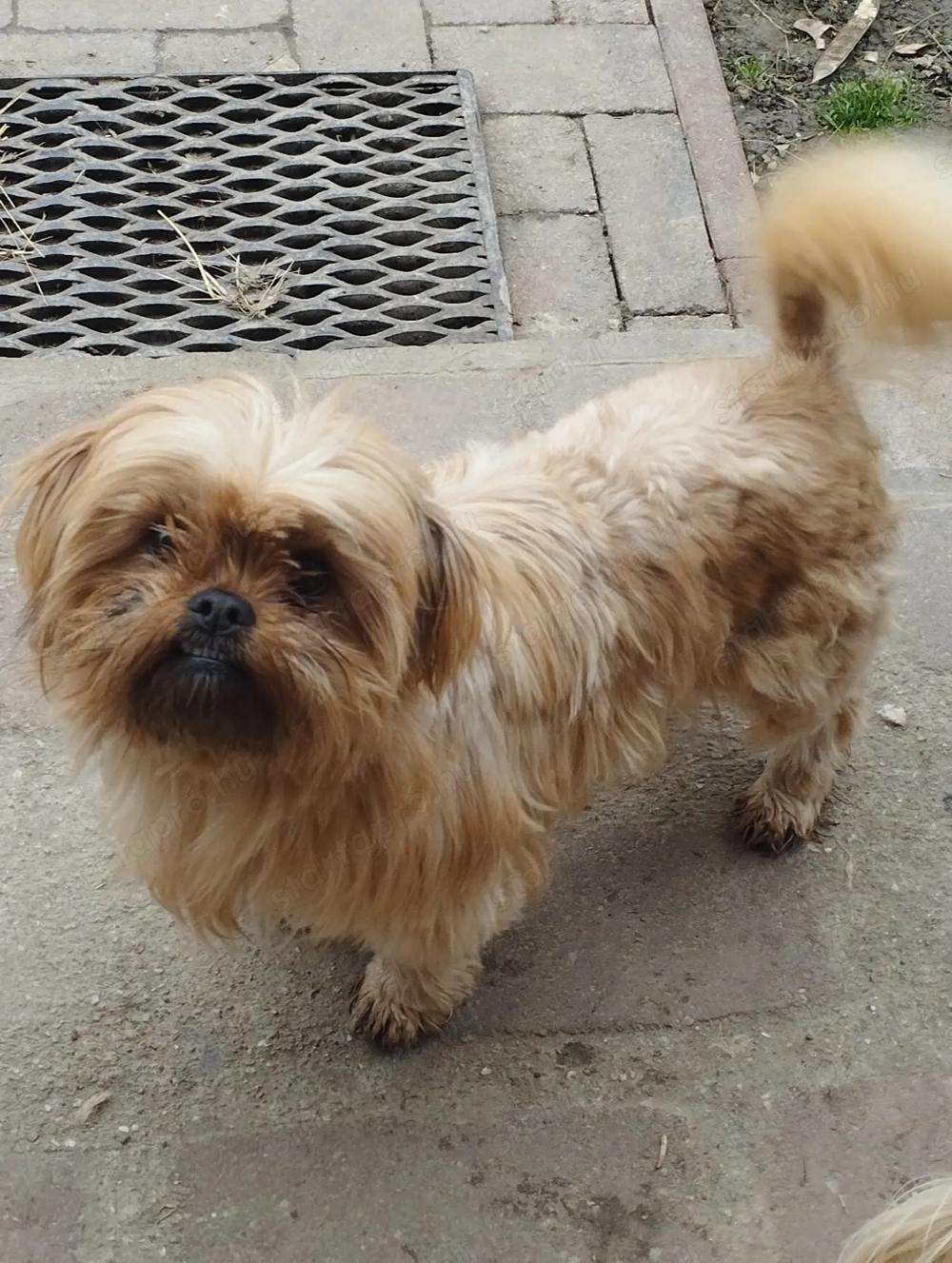 Sí cu jellegű kutyzs