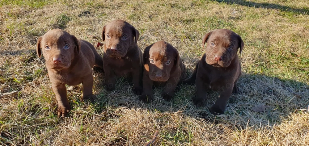 Labrador kiskutyák eladók